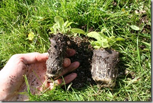 how to plant a hanging basket (2)