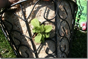 how to plant a hanging basket (3)