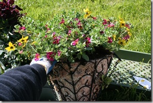 planting a hanging basket