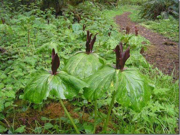 Trillium kurabayashii photo by Janette Heartwood (2) Trillium kurabayashii photo by Janette Heartwood (2)