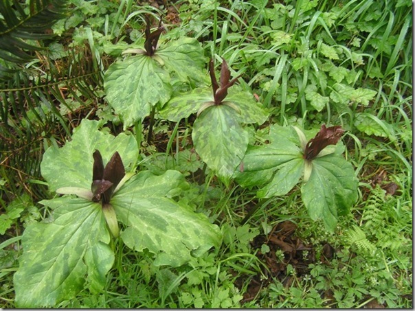 Trillium kurabayashii photo by Janette Heartwood (3) Trillium kurabayashii photo by Janette Heartwood (3)