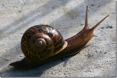 Garden Snail